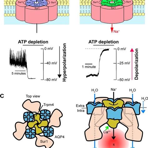 Depictions Of The K Atp Sur Kir And The Sur Trpm Channels