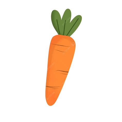 Carrot Illustration Carrot Illustration Cute Vagatable Vegetables