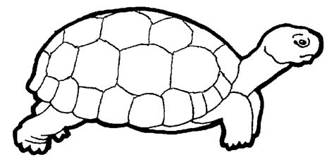 Coloriage De Tortue D Eau Animaux