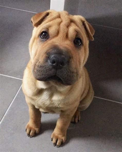 14 Things Shar Pei Owners Must Never Forget Artofit