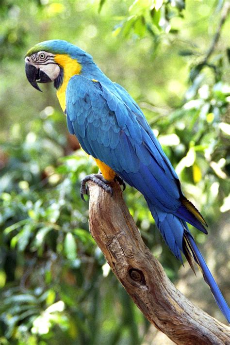 Blue And Gold Macaw Facts Care As Pets Pictures