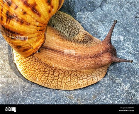 Giant Ghana African tiger snail (Achatina achatina Stock Photo - Alamy