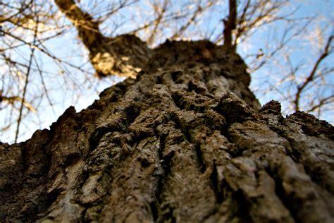 Oak Tree Wood Free Stock Photo Public Domain Pictures