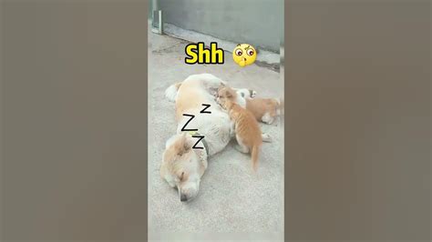 2022「絶対笑う」最高におもしろ犬猫動物のハプニング 失敗画像集 Youtube