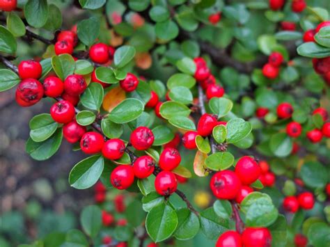 Cotoneaster - planting, pruning, care in hedges and shrub beds