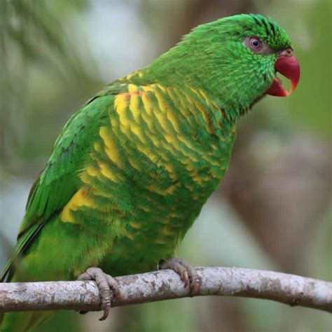 Scaly Breasted Lorikeet