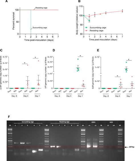 Toxin Positive Clostridium Difficile Latently Infect Mouse Colonies And