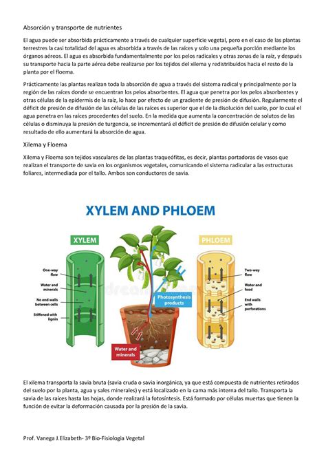 Xilema y Floema AbsorciÛn y transporte de nutrientes El agua puede