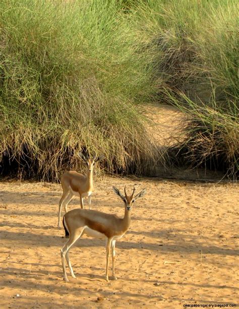 Arabian Desert Animals | Wallpapers Gallery