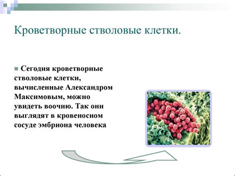 Стволовые клетки - презентация онлайн