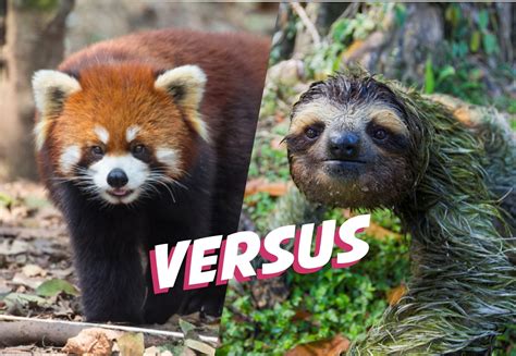 Sloth versus Red Panda - The Sloth Conservation Foundation