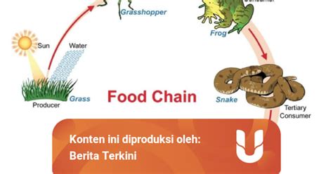 Rantai Makanan Dan Jaring Jaring Makanan Dalam Ekosistem Sawah