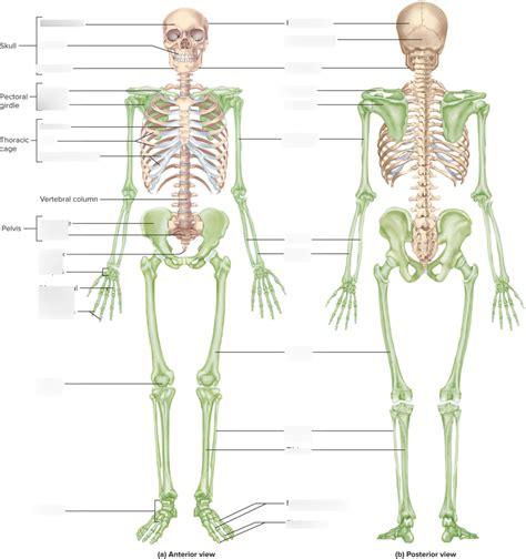 The Appendicular Skeleton Diagram Quizlet