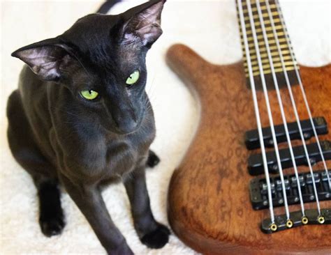 Music cat 🤘😸 : r/cats