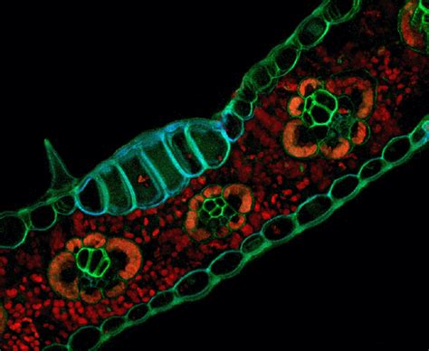 Zea Mays Sample Prepared Using IMAGE EurekAlert Science News Releases