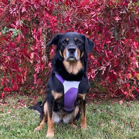 Border Collie Rottweiler Mix: Breed Info, Facts, Puppy Costs