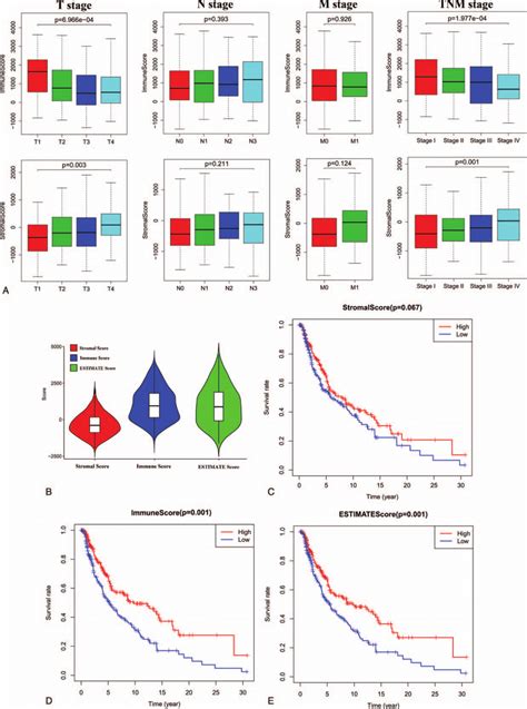 Association Of Stromal And Immune Scores With Skin Melanoma Pathology