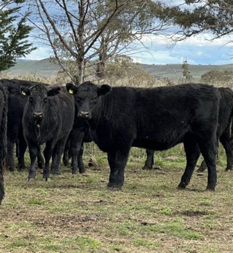 The Herd Online 250 Eu Angus X Angus Heifers For Sale