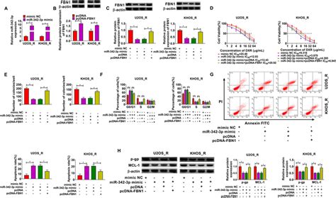 MiR 342 3p Regulated OS DXR Resistance By Targeting FBN1 A B