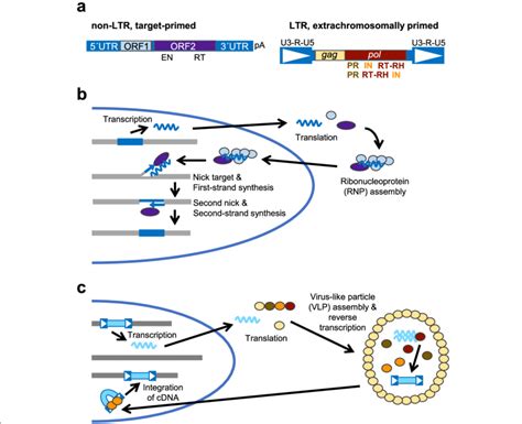 Structure And Replication Of Retrotransposons A Schematic