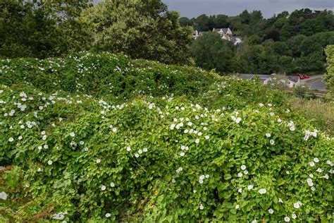 Hedge Bindweed