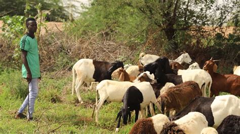 Niger L Conomie A Fortement Rebondi En La Faveur Dune Bonne