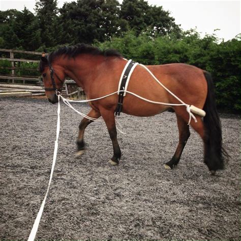 How To Lunge Your Horse The Right Way The Riders Reins