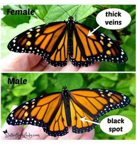 Butterfly Gender Monarch Butterflies Art Monarch Butterflies