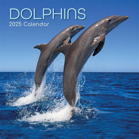 Dolphins 2025 Wall Calendar - Calendars.com