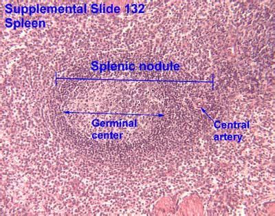 Histology - Spleen Nodule surrounded by red pulp Tissue Biology ...