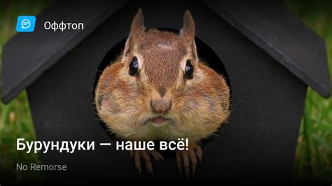 Бурундуки — наше всё! | StopGame