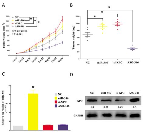 Microrna Facilitates Cell Growth And Metastasis And Suppresses