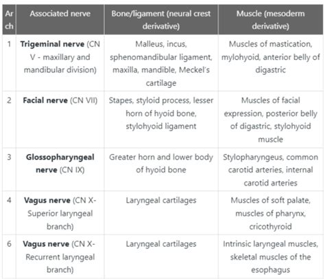 B More Anatomy Qs Flashcards Quizlet