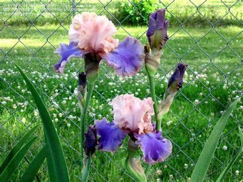 Plantfiles Pictures Tall Bearded Iris Florentine Silk Iris By Betja