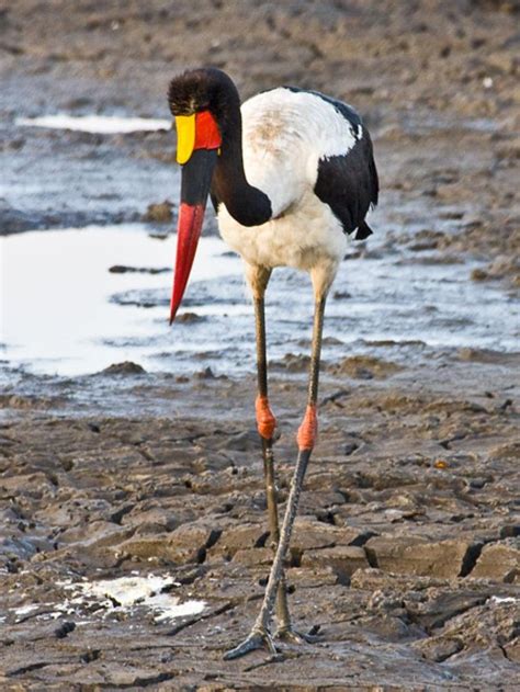 Wading Bird Pictures National Geographic Bird Pictures Most