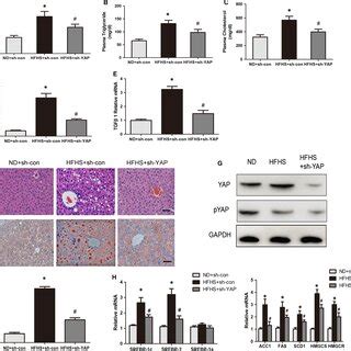 Yap Knockdown By Shyap Inhibits Expression Of Srebps And Their Target