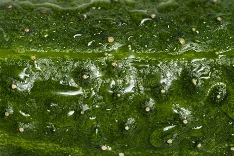 Cucumber Texture Stock Photo Image Of Drops Closeup 21143674