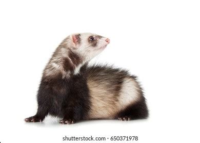 Grey Ferret Full Growth Lies Isolated Stock Photo Shutterstock