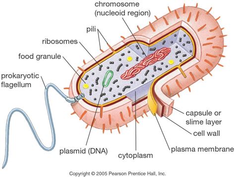 prokaryotic cell diagram : Biological Science Picture Directory ...