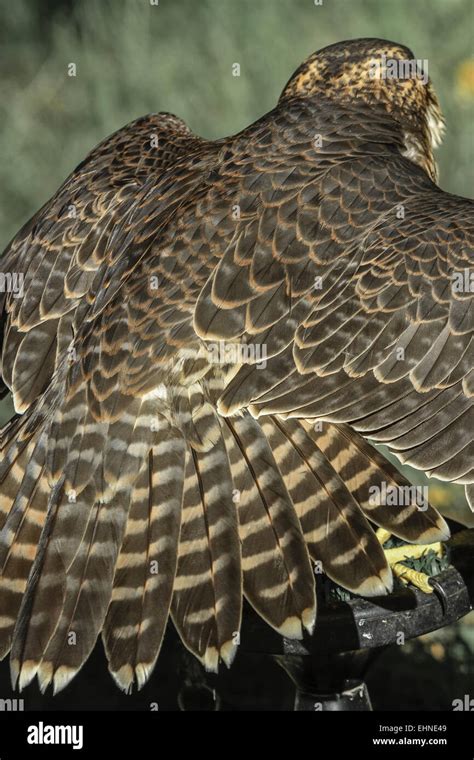 Peregrine Falcon Feathers