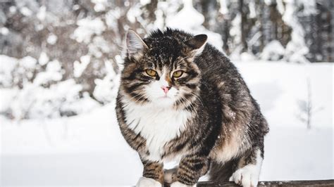 wallpaper cat winter wind snow hd picture image