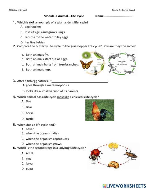 Animal Life Cycle interactive worksheet | Live Worksheets - Worksheets Library