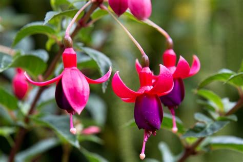 How To Grow Hardy Fuchsias Bbc Gardeners World Magazine