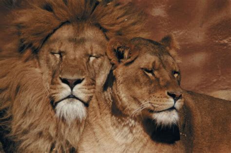 10 Facts About Lions Almanac Surfnetkids