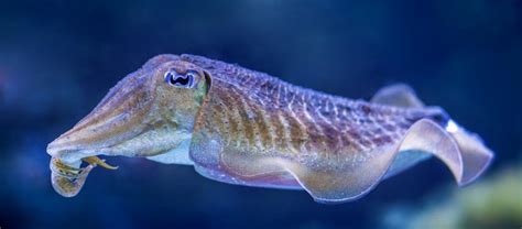 Have a Cuddle with a Cuttlefish | Critter Science