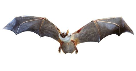 Facts About Bats | Bats Information for Kids | DK Find Out