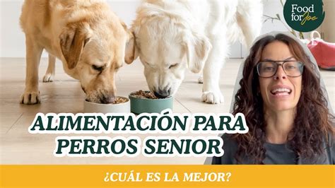 AlimentaciÓn Para Perros Senior 🐶 🍲 ¿cuál Es La Mejor Youtube