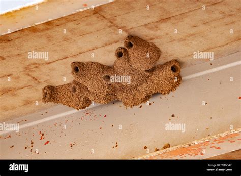 Cluster Of Nests Hi Res Stock Photography And Images Alamy