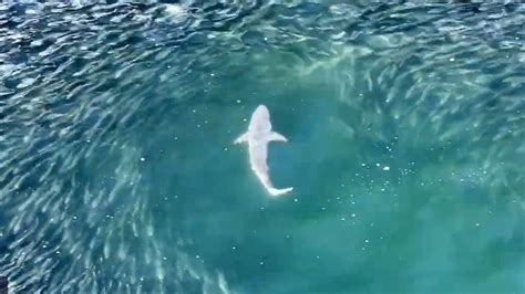 Drone Video Captures Shark Hunting Off Long Island Beach Fox 5 New York