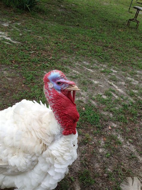 Help Tom With A Swollen Neckhead Backyard Chickens Learn How To